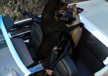 doggyReunion23b.png