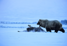 308_01169_2936968287_a_vicious_battle_a_frozen_tundra.png