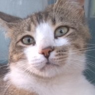 alikooz