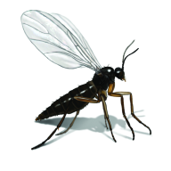 Ferocious Gnat