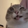 BoobLovar