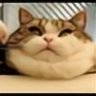 catloverzxcv