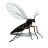 Ferocious Gnat
